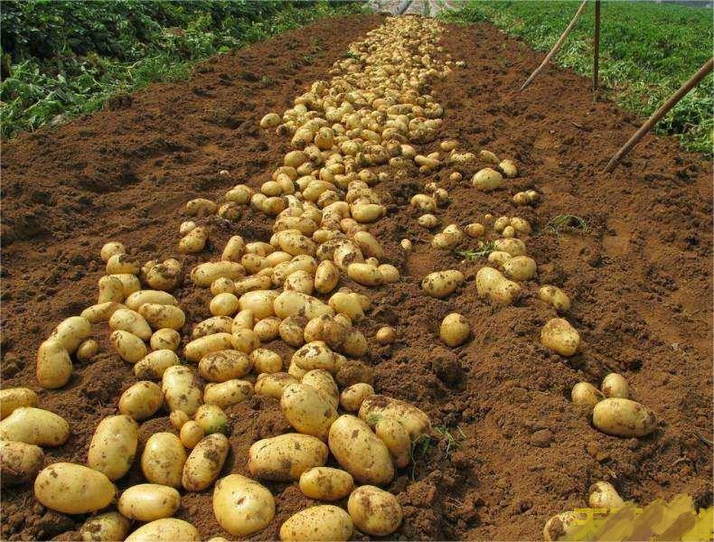 土豆蔬菜种植基地